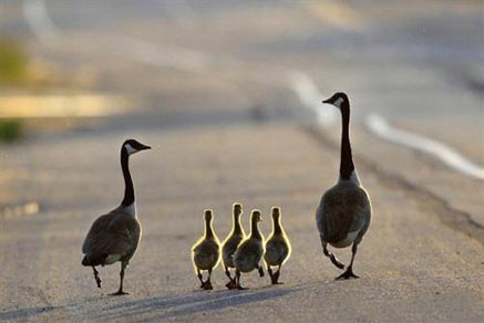 【干貨滿(mǎn)滿(mǎn)】為什么要買(mǎi)學(xué)區(qū)房，看完你就懂了